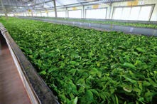 Orthodox Tea Production