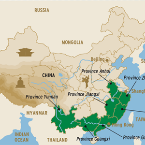 China Tea